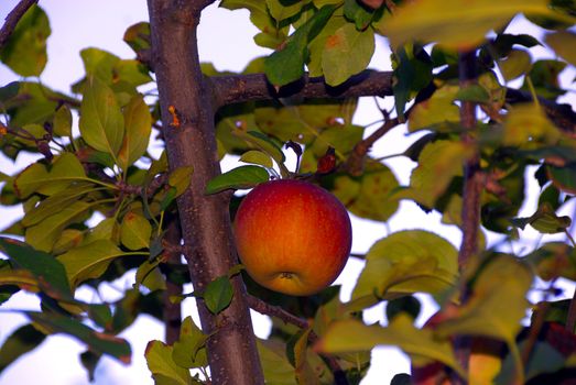 An apple on the tree ready to be picked