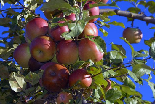 Fresh apples on tree ready to for harvest