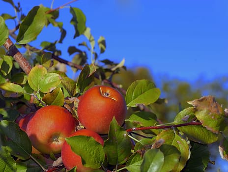 Fresh apples on tree ready to for harvest