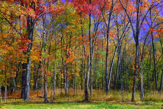 Bright colors during the autum foliage season