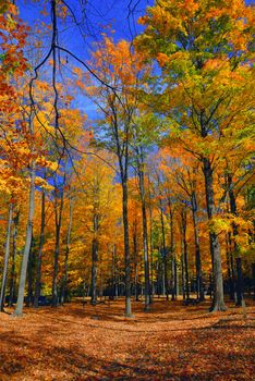 Bright colors during the autum foliage season