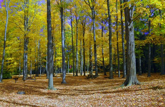 Bright colors during the autum foliage season