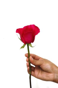 Hand holding a rose concept of valentine