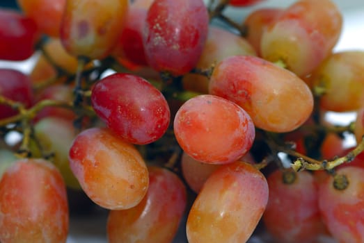 Close up shot of freshly picked grapes