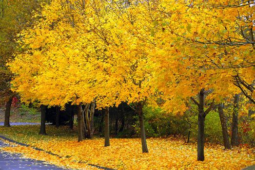 Yellow leaves during the beautiful autum foliage 