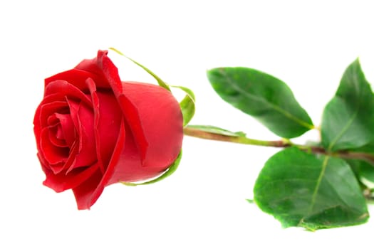 Red rose with green leaves. Isolation on white background. Shallow DOF