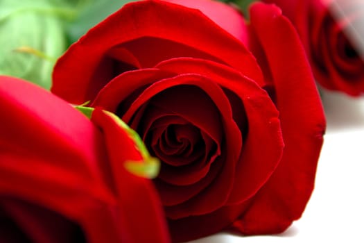 Red roses with green leaves. Macro