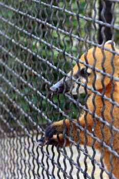 animal, cage, grief, nose, zoo