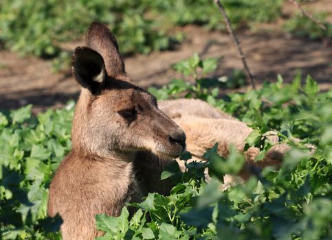 kangaroo, lays, leaves, bush, zoo