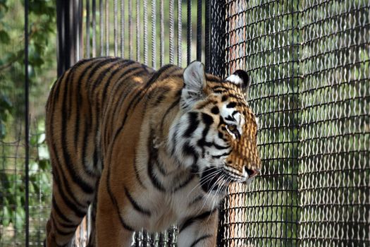 tiger, predator, cage, zoo, cat