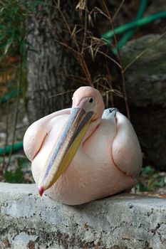  pelican, bird, pink, sits, zoo