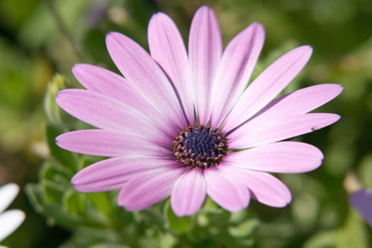 pink flower closeup seasonal and nature concepts