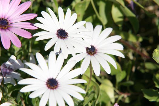 white flowers seasonal and nature concepts in natural green backround