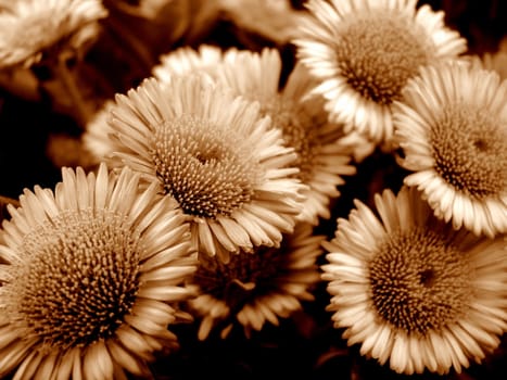 close up of daisies in sepia