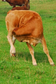 This cow was not interrested in photo session.