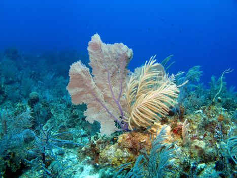 Soft Coral and Sea Fan in the Cayman Islands