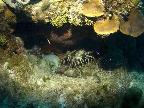 Two Lobsters hiding in a Cayman Island Reef