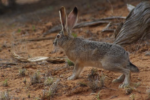 Close-up of a jack rabbit in the desert