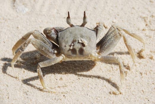 Close-up of a crab on a sandy beach