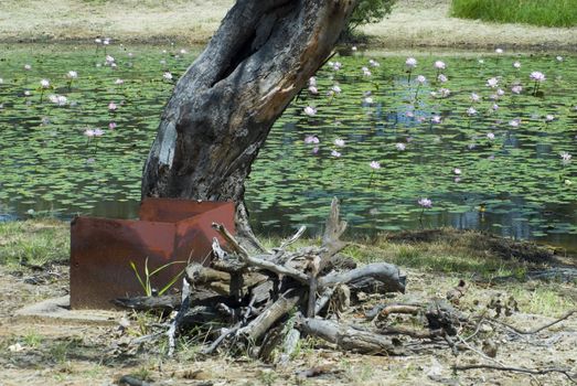 a metal fire place in a roadside reserve, queensland australia.