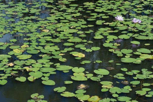a pond full of lilly leaves