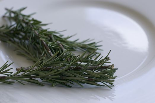 Rosemary (Rosmarinus officinalis), a perennial herb with fragrant evergreen leaves. It is native to the Mediterranean region.
