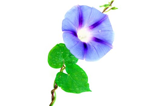 A morning glory isolated on a white background. Used a soft focus to add elegance to the flower.