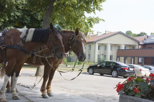 Sleigh horses