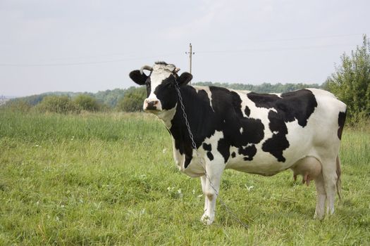 cow, with milk