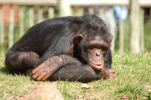 Chimpanzee in a zoo, looking depressed.
