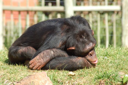 Chimpanzee in a zoo, looking depressed.