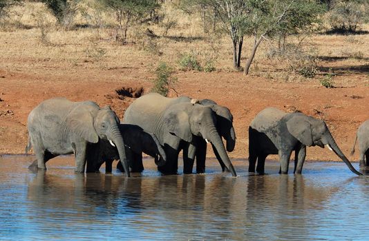 An African Elephant