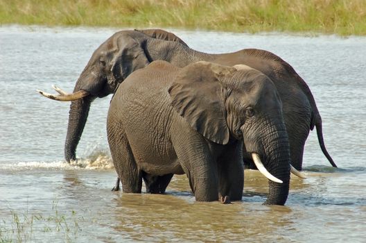 An African Elephant