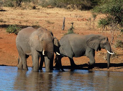 An African Elephant