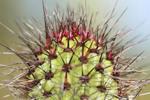 Close up shot of a desert cactus. Great detail in the thorns sticking out. Shot with a Canon 30D and 100mm macro lens