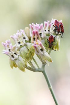 Red beatles crawling on flowers. Great macro shot and lots of detail on the bugs.