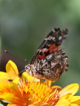 Close Up shot of a butterfly feeding off a flower