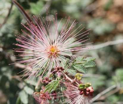 A cool looking desert flower. Macro shot fine detail on the blossom.