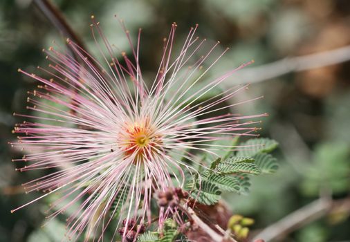 A cool looking desert flower. Macro shot with Canon 30D.