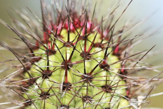 Close up shot of a desert cactus. Great detail in the thorns sticking out. Shot with a Canon 30D and 100mm macro lens