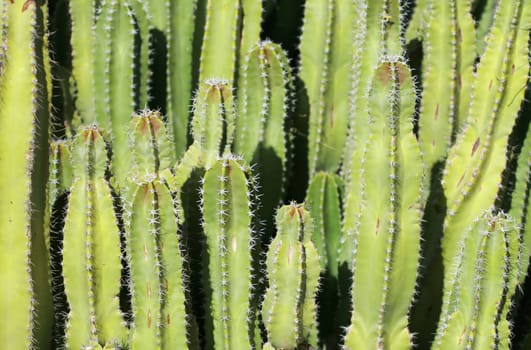 Close up shot of a desert cactus. Great detail in the thorns sticking out. Shot with a Canon 30D and 100mm macro lens