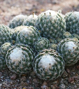 Close up shot of a desert ball cactus. Great detail in the thorns sticking out. Shot with a Canon 30D and 100mm macro lens