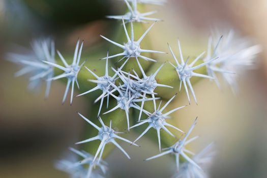 Close up shot of a desert cactus. Great detail in the thorns sticking out. Shot with a Canon 30D and 100mm macro lens