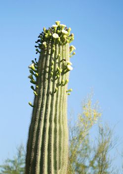 Looking Up at a large desert cactus with flowers blooming on the top. Shot with Canon 30D