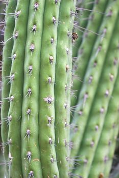 Close up shot of a desert cactus. Great detail in the thorns sticking out.