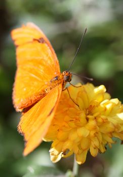 A Julia Longwing Butterfly on a flower