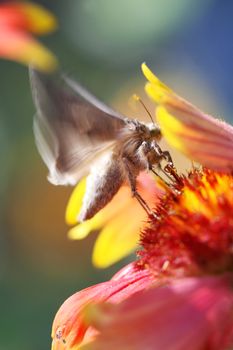Close Up shot of a butterfly feeding off a flower. It's wings have motion blur