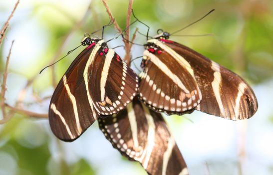 Zebra Longwing butterfly roosting under a tree branch in the desert. ( Heliconius Charitonius)