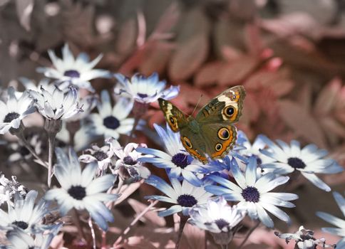 A beautiful buckeye butterfly resting on a flower. (Junonia Coenia). The buckeye is a medium-sized butterfly with two large multicolored eyespots on hindwings and one large eyespot on forewings.