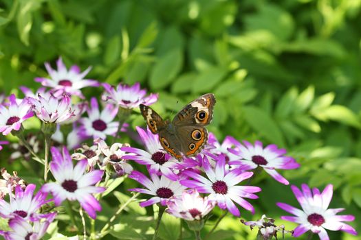 A beautiful buckeye butterfly resting on a flower. (Junonia Coenia). The buckeye is a medium-sized butterfly with two large multicolored eyespots on hindwings and one large eyespot on forewings.